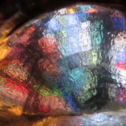 Vitrail-Coquille-st-Jacques-parme-ss